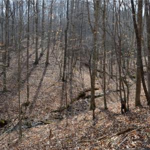 Photo #31 of 1284-1516 Tom Mix, Westfield, NC 95.0 acres