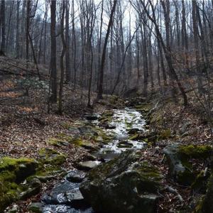 Photo #29 of 1284-1516 Tom Mix, Westfield, NC 95.0 acres