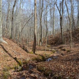 Photo #25 of 1284-1516 Tom Mix, Westfield, NC 95.0 acres