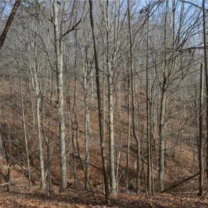 Photo #21 of 1284-1516 Tom Mix, Westfield, NC 95.0 acres