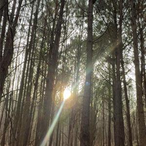 Photo #4 of Mack, Seagrove, NC 24.3 acres