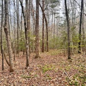 Photo #4 of 5591 Mount Lebanon, Asheboro, NC 12.7 acres