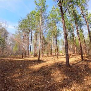 Photo #16 of 3341 NC Highway 66, Westfield, NC 16.2 acres