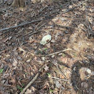 Photo #20 of Doll Branch, Milton, NC 64.7 acres