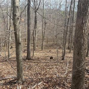 Photo #34 of Doll Branch, Milton, NC 64.7 acres