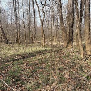 Photo #33 of Doll Branch, Milton, NC 64.7 acres