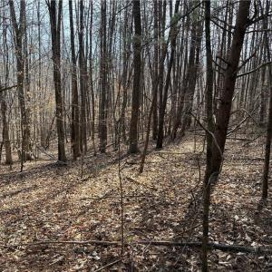 Photo #21 of Doll Branch, Milton, NC 64.7 acres