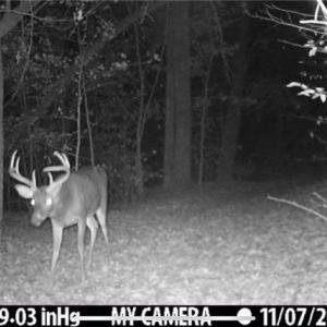 Photo #42 of 152 Paw Paw, Mocksville, NC 7.3 acres