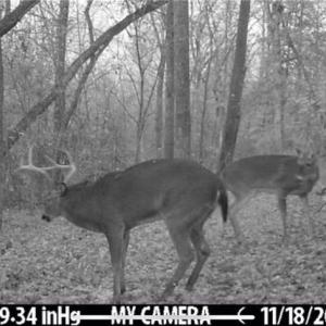 Photo #46 of 152 Paw Paw, Mocksville, NC 7.3 acres