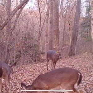 Photo #47 of 152 Paw Paw, Mocksville, NC 7.3 acres