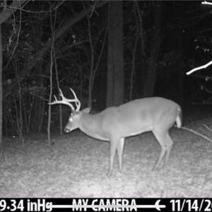 Photo #43 of 152 Paw Paw, Mocksville, NC 7.3 acres