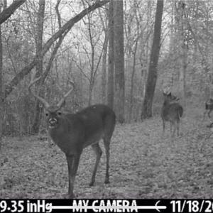 Photo #45 of 152 Paw Paw, Mocksville, NC 7.3 acres