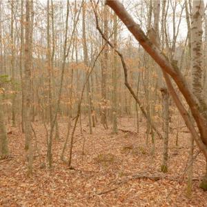 Photo #17 of 3331 NC Highway 66, Westfield, NC 13.0 acres