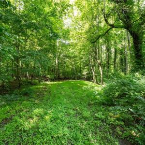 Photo #4 of 6910 Long Meadow, Whitsett, NC 20.6 acres
