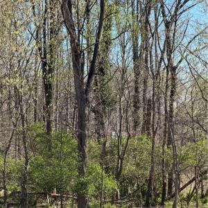 Photo #1 of Pine Woods Church, Thomasville, NC 15.0 acres