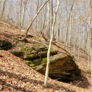 Photo #17 of 1583 Seven Island, Danbury, NC 37.0 acres