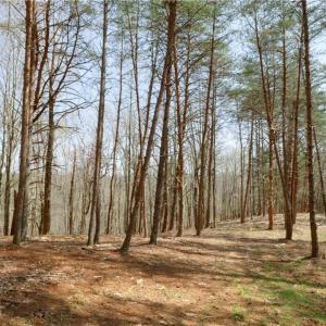 Photo #16 of 1583 Seven Island, Danbury, NC 37.0 acres