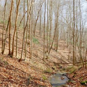 Photo #22 of 1583 Seven Island, Danbury, NC 37.0 acres