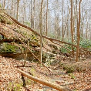 Photo #20 of 1583 Seven Island, Danbury, NC 37.0 acres
