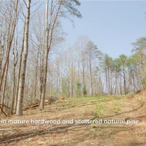 Photo #11 of 1583 Seven Island, Danbury, NC 37.0 acres