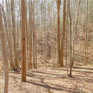 Photo #13 of Seven Island, Danbury, NC 20.8 acres