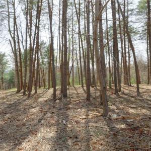 Photo #17 of Seven Island, Danbury, NC 20.8 acres