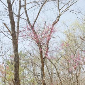 Photo #10 of Seven Island, Danbury, NC 20.8 acres