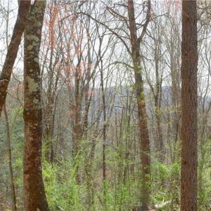 Photo #18 of Seven Island, Danbury, NC 20.8 acres