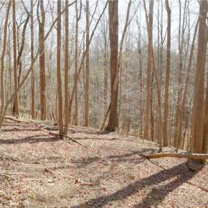 Photo #17 of Seven Island, Danbury, NC 20.8 acres
