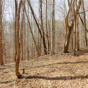Photo #15 of Seven Island, Danbury, NC 20.8 acres