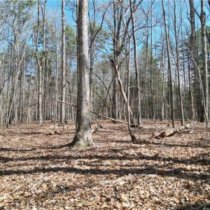 Photo #2 of Tilden Nursery, Lexington, NC 11.9 acres