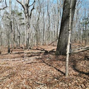 Photo #13 of Tilden Nursery, Lexington, NC 11.9 acres