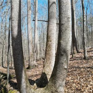 Photo #15 of Tilden Nursery, Lexington, NC 11.9 acres