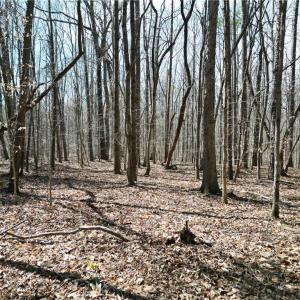 Photo #4 of Tilden Nursery, Lexington, NC 11.9 acres