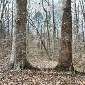 Photo #21 of Tilden Nursery, Lexington, NC 11.9 acres