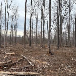 Photo #15 of 8220 Southerland, Browns Summit, NC 59.8 acres