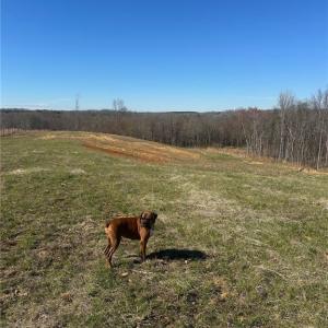 Photo #3 of 8451 Witty, Summerfield, NC 16.8 acres