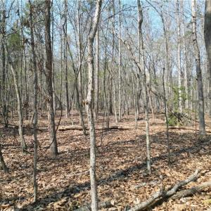 Photo #27 of Tilden Nursery, Lexington, NC 10.0 acres