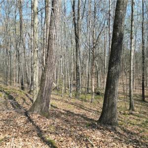 Photo #6 of Tilden Nursery, Lexington, NC 10.0 acres