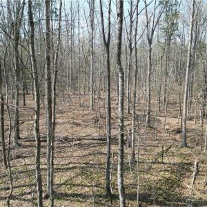 Photo #22 of Tilden Nursery, Lexington, NC 10.0 acres