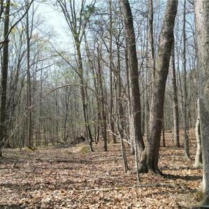 Photo #3 of Tilden Nursery, Lexington, NC 10.0 acres