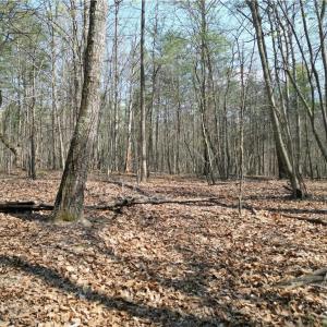 Photo #32 of Tilden Nursery, Lexington, NC 10.0 acres