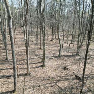 Photo #1 of Tilden Nursery, Lexington, NC 10.0 acres