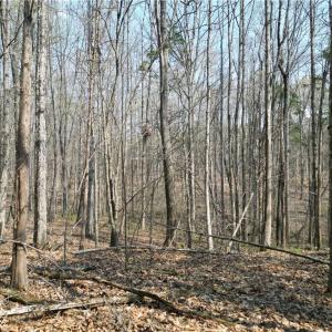 Photo #28 of Tilden Nursery, Lexington, NC 10.0 acres