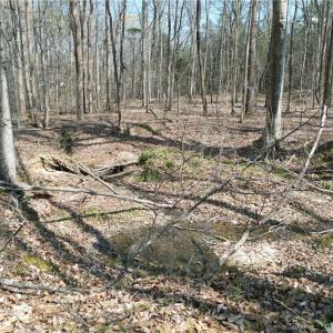 Photo #20 of Tilden Nursery, Lexington, NC 10.0 acres