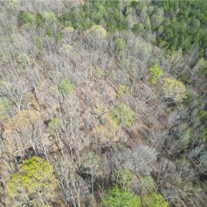 Photo #9 of Tilden Nursery, Lexington, NC 10.0 acres