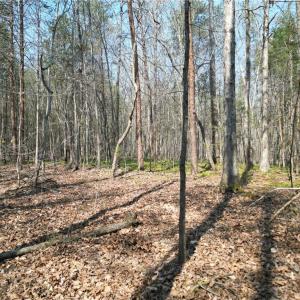 Photo #30 of Tilden Nursery, Lexington, NC 10.0 acres