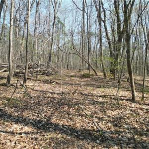 Photo #34 of Tilden Nursery, Lexington, NC 10.0 acres