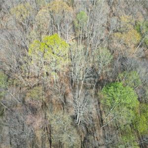 Photo #10 of Tilden Nursery, Lexington, NC 10.0 acres