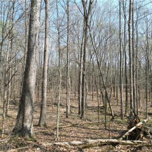 Photo #14 of Tilden Nursery, Lexington, NC 10.0 acres